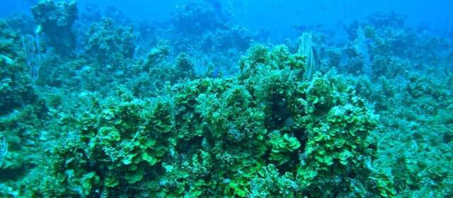 "El Caribe perdió más de la mitad de sus arrecifes": expertos | Europa Press-Colprensa