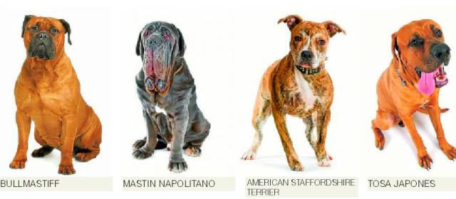 son los perros bullmastiff agresivos o peligrosos