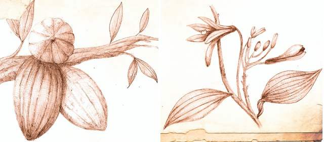 El cacao no solo produce chocolate sino una buena cantidad de biomasa. La polinización manual es muy usada para fecundar las flores de la Vainilla. Ilustración MORPHART
