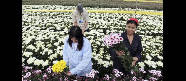 Protección al agro por daños del dólar | Los floricultores fueron los mayores beneficiados con las coberturas cambiarias para proteger sus exportaciones por la caída del dólar. En 2011 recibieron US$514,4 millones. FOTO JULIO CÉSAR HERRERA