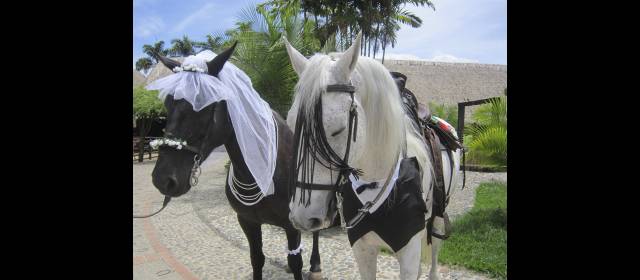 La boda equina, otra de las atracciones | La pareja de equinos recién casados es una de las novedades que este año presenta el Parque de la Cultura Agropecuaria (Panaca). FOTOS CORTESÍA