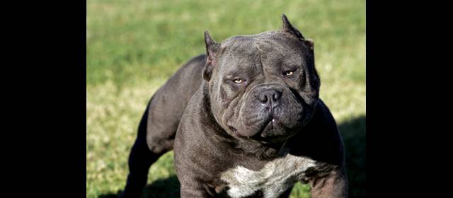 Sabaneta empieza a controlar los perros de razas peligrosas | Entre los perros considerados peligrosos se encuentran los Pitbull. FOTO INTERNET