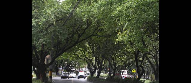 Envigado es duro contra tala de árboles: Londoño | El túnel verde genera gran preocupación. FOTO RÓBINSON SÁENZ
