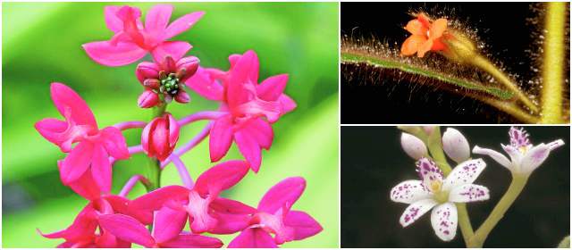 Las Orquídeas con pisos térmicos de 300 a 3.300 metros de altura posee diversos ecosistemas, frágiles como páramo y bosque de niebla que le dan variedad florística. FOTOS FREDY GÓMEZ -PNN