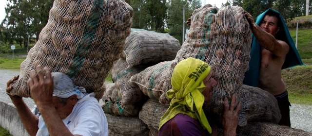 Gremio papero no quiere que la regalen en Antioquia | Ayer llegaron 30 toneladas de papa regalada. FOTO henry agudelo