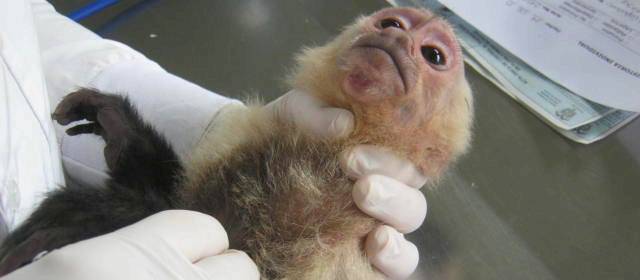 Esta noche operan a mono capuchino en clínica veterinaria del CES | Foto: Cortesía