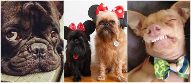 De izquierda a derecha: @bossthefrenchbulldog, @Digbyvanwinkle y @tunameltsmyheart sus perfiles en Instagram