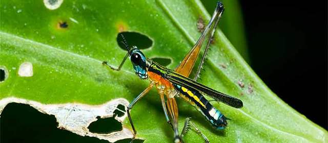 Hallan nuevo género y especie de saltamontes en Caramanta, Antioquia | Foto cortesía Juan Manuel Cardona.