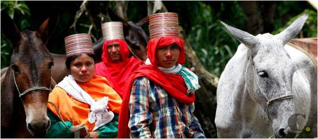 5 mulas facilitarán la vida de Emberas de Jaidukamá | Las nuevas mulas de la comunidad se llaman Jaidukamá, Serayabarí, Zarra, Egoroyibarí y Jaibaná FOTO JULIO CÉSAR HERRERA