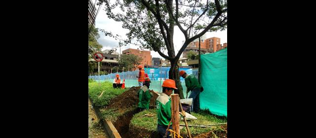Inminente traslado de primeros árboles | Primer árbol listo para el traslado. FOTO CORTESÍA LUIS GRISALES
