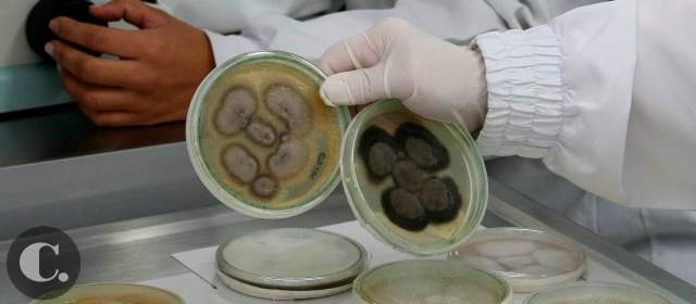 Avanza nanovacuna para leishmaniasis | Cultivo de leishmania y bacterias en un laboratorio de investigación en la ciudad. Un tema muy estudiado en nuestro medio desde distintas ópticas. FOTO JUAN ANTONIO SÁNCHEZ