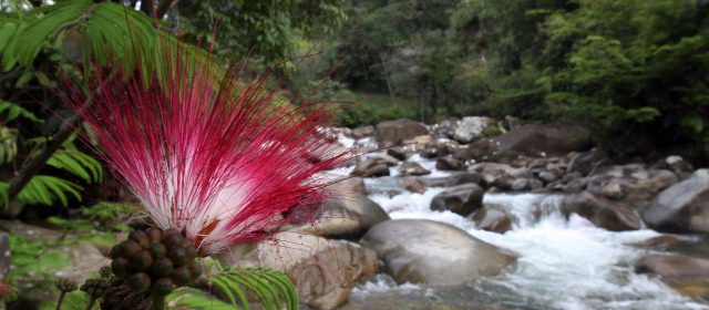El agua, un recurso en riesgo | Proteger las fuentes hídricas es responsabilidad de todos. Quebrada La Tebaida, en San Luis. FOTO JULIO CÉSAR HERRERA