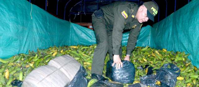 Incautan tres toneladas de marihuana en el corregimiento de San Cristóbal |