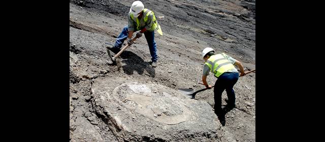 En Cerrejón, una tortuga redonda como una llanta | Excavación de uno de los ejemplares de la tortuga redonda hallada en la mina del Cerrejón. Es la más grande encontrada de la extinta familia Bothremydidae. FOTO EDWIN CADENA
