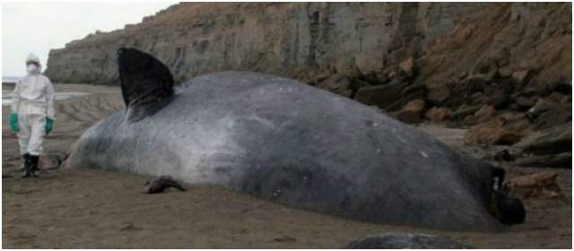 Un cachalote de 16 metros apareció muerto en costa argentina | FOTO EFE