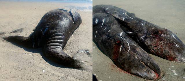 Hallan siameses de ballena gris unidos por el vientre | FOTO AFP