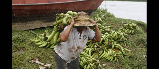 Nariño dice sí a la sustitución de cultivos ilícitos | En Tumaco los campesinos buscan alternativas como la siembra de plátano para los cultivos de uso ilícito. FOTO DONALDO ZULUAGA