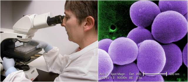 Antioqueño crea método para detectar infecciones más pronto | Detección en laboratorio de bacterias mediante un microscopio de campo oscuro. En el recuadro, Staphilococcus aureus resistente a vancomicina. Cortesía JAMES GATHANY/PHIL