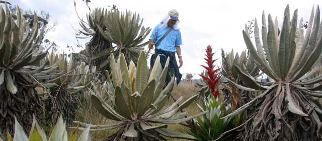 Antioquia compra tierras para garantizar agua por 30 años | En el páramo de Belmira también crecen especies florales, no solo frailejones. Todo el ecosistema, flora y fauna, debe ser protegido de la acción depredadora del hombre. FOTO ARCHIVO