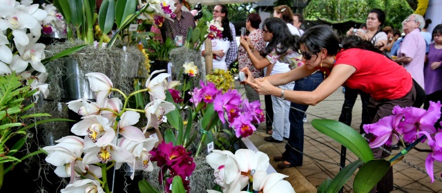 Si va a cultivar orquídeas, conózcalas primero |