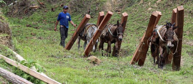 Cómo cuidar el territorio | La presión sobre el bosque disminuyó en Maceo (foto). Corantioquia busca el ordenamiento forestal. FOTO JULIO CÉSAR HERRERA