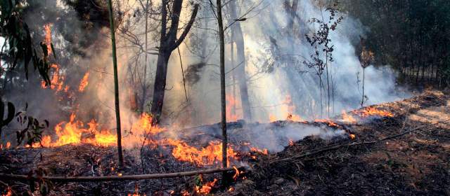 Farc no permiten extinguir incendio forestal en Cauca | Archivo |