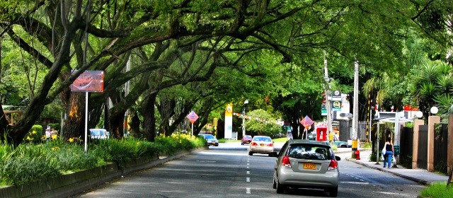 Inicio del Tramo 2B va a alterar tráfico en Envigado | Una de las actividades que más discordia genera entre los pobladores del sector, es la tala masiva de árboles que se requiere para adelantar las obras en este tramo. El sector de San Marcos a La Frontera se conoce como el túnel verde. FOTO JUAN ANTONIO SÁNCHEZ
