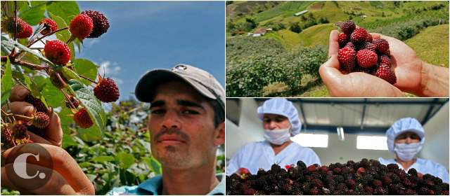 Asofrutas cosecha dulce mora del "sí se puede" | En sus 18 años de creada, Asofrutas ha logrado integrar en sus procesos desde el cultivo de la mora y otras frutas, su preparación y un acopio y transporte conservando la cadena de frío hasta llegar en grandes volúmenes a clientes como almacenes de cadenas y la industria de bebidas y alimentos de Colombia FOTOS HENRY AGUDELO