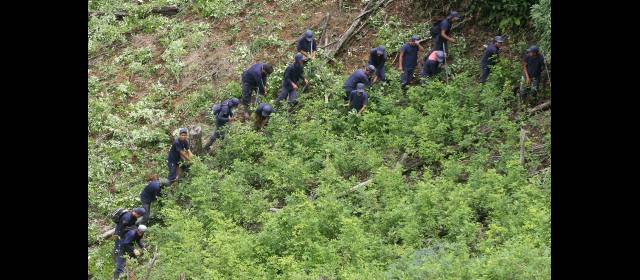 El mapa de cultivos ilícitos en Antioquia | La mayoría de los erradicadores del país trabajaban en el campo antes de dedicarse a eliminar cultivos ilícitos. FOTO DONALDO ZULUAGA