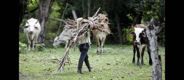 ¿Zonas de reservas campesinas o bastiones de Farc? | Los diálogos de paz no han superado el primer tema de tierras por asuntos sensibles, como las reservas campesinas. FOTO MANUEL SALDARRIAGA