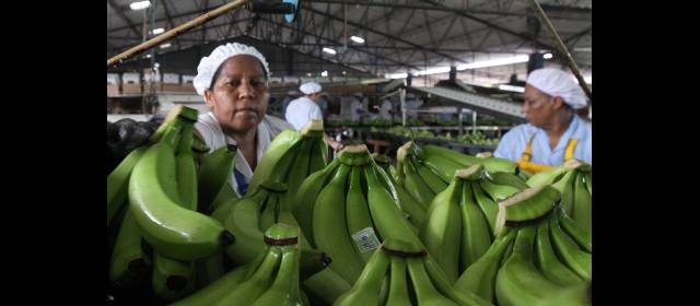 Prórroga en la negociación bananera | La convención cobija a 20.000 trabajadores bananeros. FOTO ARCHIVO
