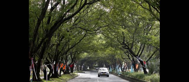 Tala en la 43A se suspende, pero la obra no tiene reversa | Por este túnel exuberante, de especies de gran tamaño y con mucha historia, es que protestan Envigado y El Poblado. FOTO JAIME PÉREZ