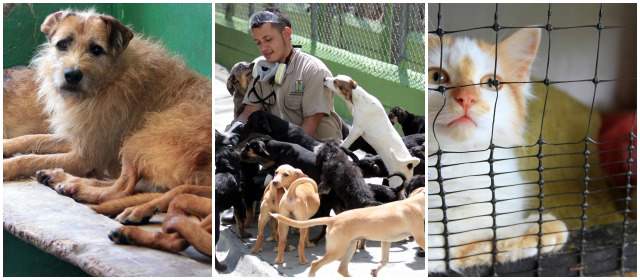 Las perreras de Antioquia reclaman atención | 1. Perros del albergue de Girardota. 2. Un operario de La Perla rodeado por canes que juegan con él. 3. Un gato del albergue de Marinilla. FOTOS MANUEL SALDARRIAGA QUINTERO Y RÓBINSON SÁENZ VARGAS