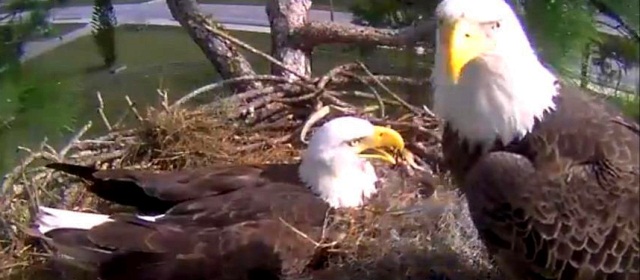 Dos águilas, que anidan, en casa de E.U., son la sensación en internet