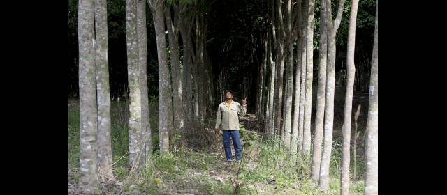 A punta de caucho, Mineros estira su negocio en el Bajo Cauca | Mineros genera 23 empleos directos para la región del Bajo Cauca en sus cultivos de caucho y la biofábrica de producción de semillas. FOTOS DONALDO ZULUAGA | La biofábrica de Mineros es una de las ocho, de un total de 34 en el país, certificadas por Corpoica. | Carlos Mario Castaño, director de División Ambiental de Mineros.