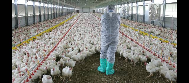 México sacrifica millones de pollos por peste aviar | Los organismos de sanidad mexicana visitaron 148 granjas avícolas y se confirmó la presencia del virus en 31 de ellas, con posibilidad de aumentar. FOTO REUTERS