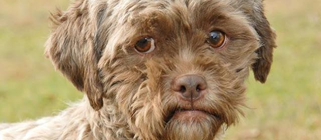 Tonik, un perro con cara de persona que busca hogar | Foto www.petfinder.com