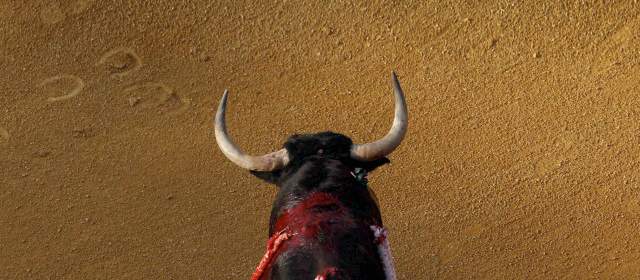 El toro de lidia es un animal especial | Illera del Portal estuvo en Colombia, exponiendo los resultados de su investigación. FOTO ARCHIVO