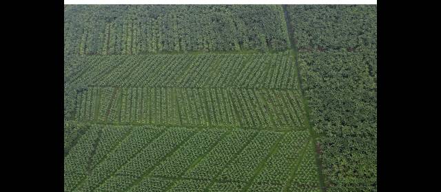 Augura propone convocar mesa de proyectos para desplazados | Urabá es una de las tres zonas del país con más despojo de tierras a población campesina. La Ley de Víctimas es una prioridad en esta región. FOTO DONALDO ZULUAGA