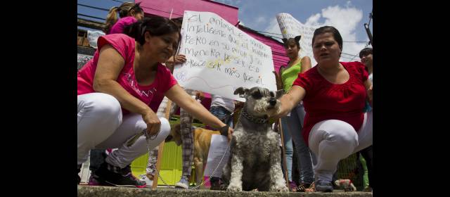 Robledo sensibilizará a dueños de mascotas | La Campiña realiza censo de mascotas. FOTO ESTEBAN VANEGAS
