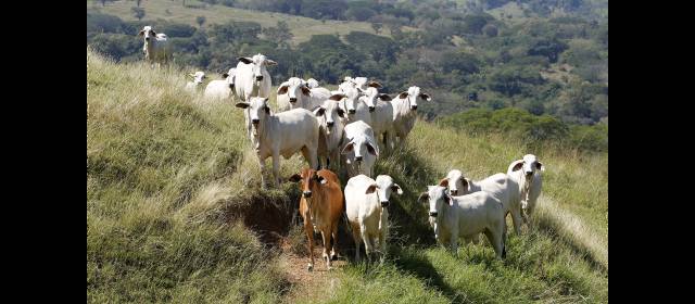 Se inicia liquidación de Factor Group | El fideicomiso de Inmuebles Ganaderos, por unos $120.000 millones, tiene 1.174 inversionistas. FOTO ARCHIVO