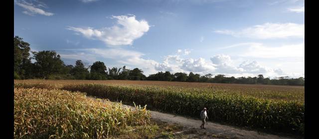 Seis estrategias para acabar los males que estancan el campo | El conflicto armado impide el desarrollo agrario y es una causa para que solo se exploten cinco millones de hectáreas de 21,5 millones aptas. FOTO JULIO CESAR HERRERA