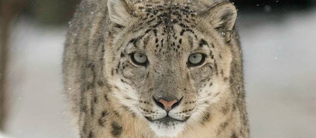 Matan a una pantera en vía de extinción, tras huir de un zoológico belga |