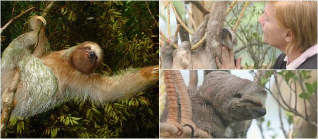Los perezosos no son peluches | Los perezosos no son osos ni mascotas. Son mamíferos que cumplen funciones importantes en los bosques. FOTO JUAN ANTONIO SÁNCHEZ