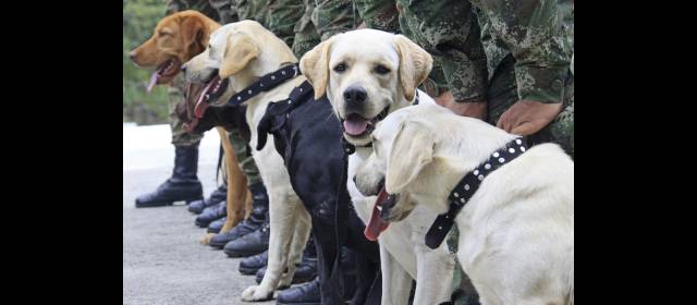 Los perros antiexplosivos son héroes anónimos que salvan vidas | La muerte de un perro antiexplosivo es considerada una gran pérdida. FOTO JUAN FERNANDO CANO