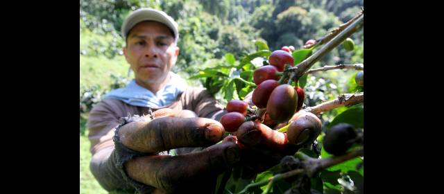 Producción de café va a media máquina | Las exportaciones de café, que en el primer trimestre de 2008 llegaron a 3,12 millones de sacos, cayeron en igual periodo de 2012 a 1,70 millones de sacos. FOTO JULIO CÉSAR HERRERA