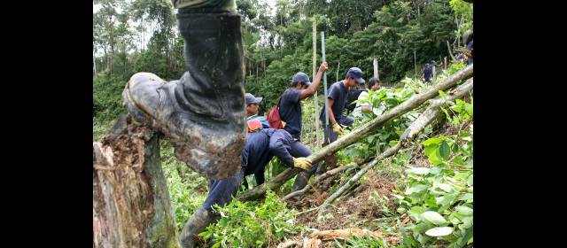 Antioquia redujo 42% sus cultivos de coca; en el país aumentaron 3% | En 2011 se erradicaron de forma manual 25.140 hectáreas de coca. FOTO DONALDO ZULUAGA