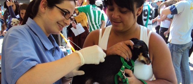 Estratos 3 y 4 de Medellín tendrán jornada de implantación de microchip para mascotas