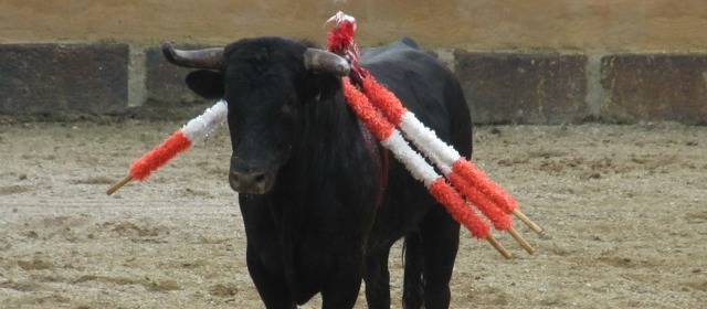 Polémica en San Pedro por corrida de toros | La imagen la aportó un espectador. Según asistentes, el ingreso costó $35.000 y acudieron unas 300 personas. FOTO CORTESÍA