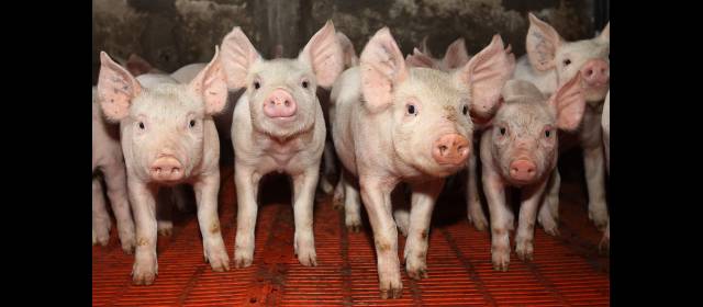 Cerdos de Antioquia, con "visa" para E.U. | Antioquia es el principal consumidor de carne de cerdo en Colombia (20 kilos por persona al año) y el mayor productor, con el 45 por ciento del censo total del país. FOTO RÓBINSON SÁENZ